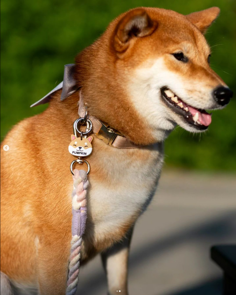 Shiba Tag