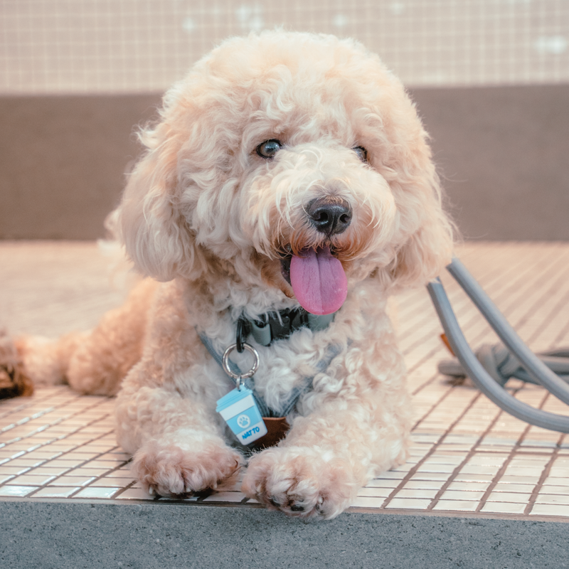 Puppuccino Tag